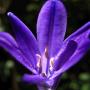 Ithuriel’s Spear (Triteleia laxa):Here you see the individual flower on this native.  The actual flower arrangement is an umbel.